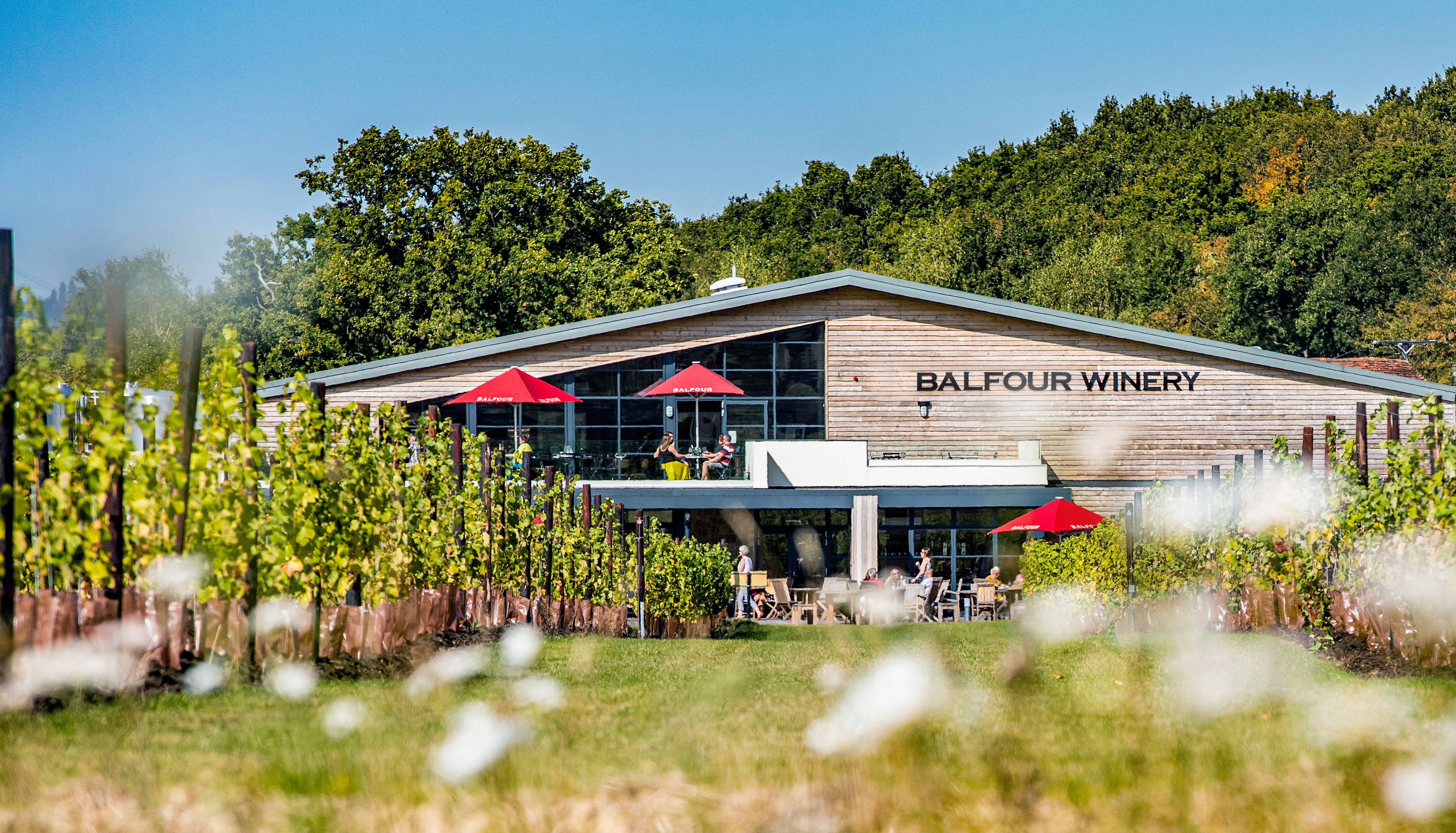 Wine tasting & tours at Balfour Winery, Kent.